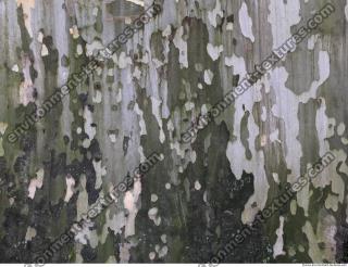 Tree Bark 0020